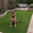 Pet-Friendly Artificial Grass for Dog Areas & Kennels
